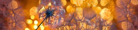 Кухонный фартук Мерцание Одуванчики золотистые 3 серебро в Томске - tomsk.katalogmebeli.com | фото 1