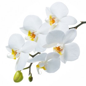 Стол обеденный Танго белый/Орхидея в Томске - tomsk.katalogmebeli.com | фото 3